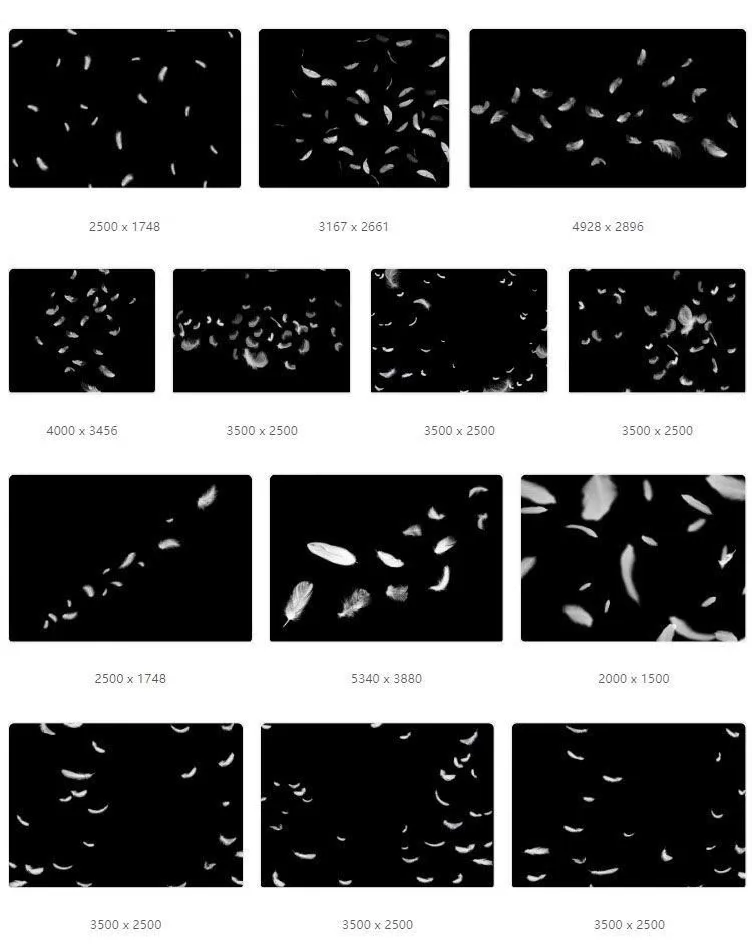 梦幻白色羽毛飘落散落黑色绒毛png免扣psd设计素材图片 5