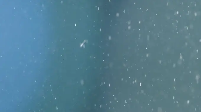 79个雪花纷飞的4K高清视频素材免费下载图片 3