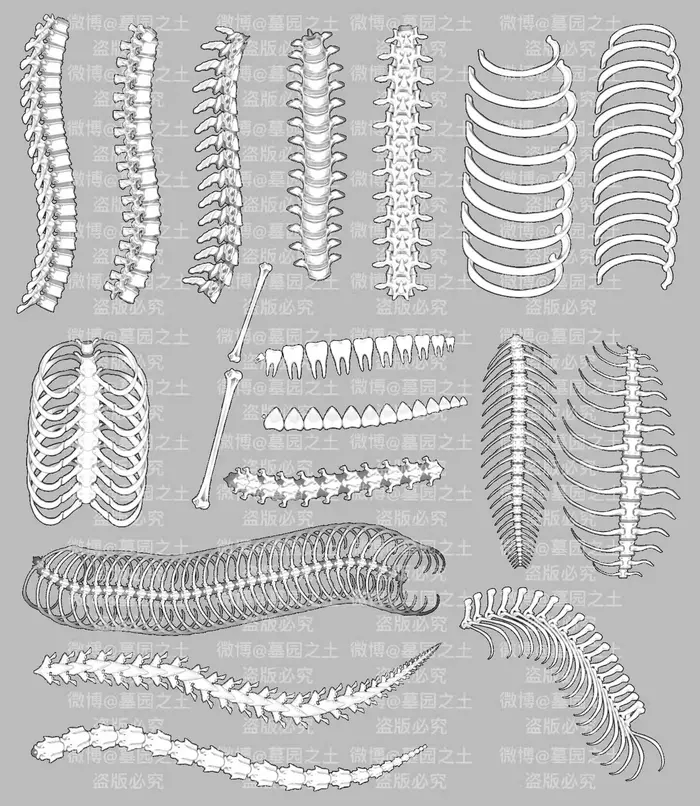 18款动物骨头procreate笔刷 可商用ipad绘画素材图片 2