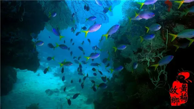 100部海洋海底生物世界海洋动物4K高清视频素材图片 2