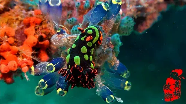 100部海洋海底生物世界海洋动物4K高清视频素材图片 3