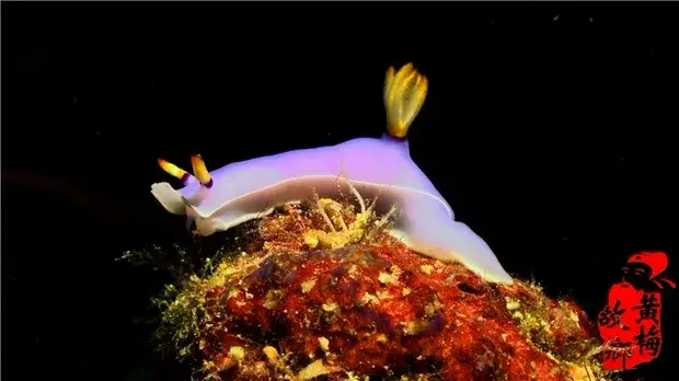 100部海洋海底生物世界海洋动物4K高清视频素材图片 4