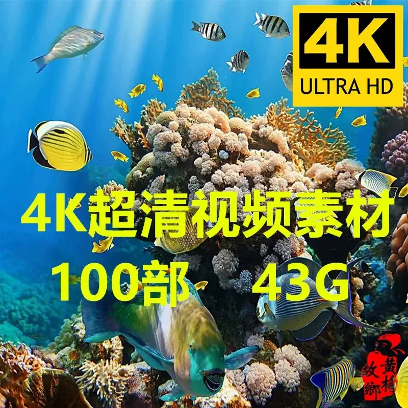 100部海洋海底生物世界海洋动物4K高清视频素材图片 1